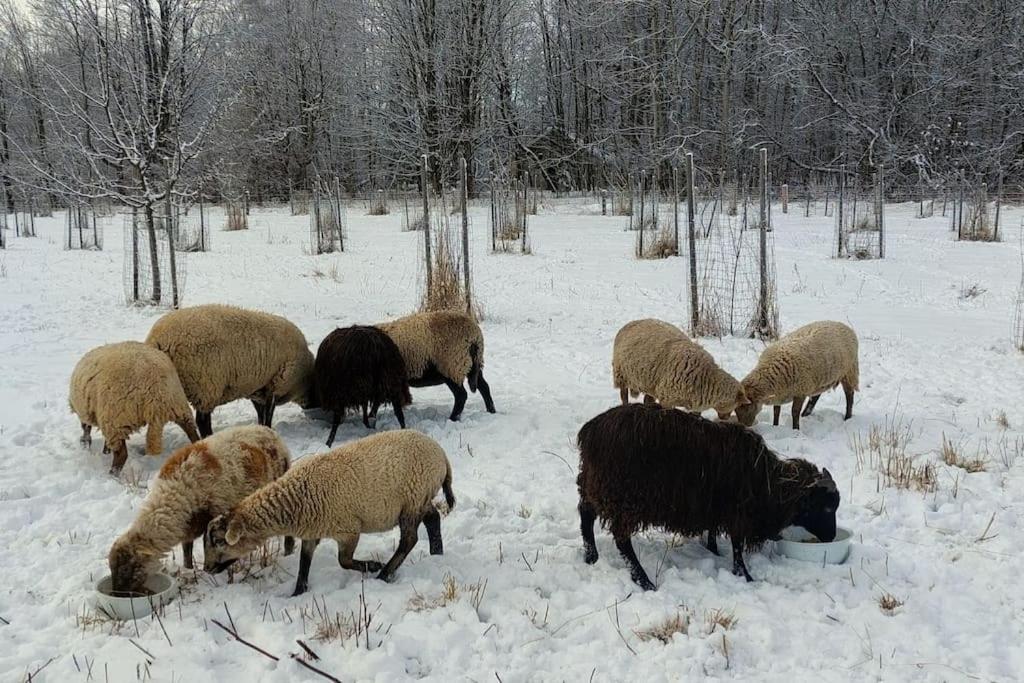 Chalet Boruvka - Biofarma Na Samote V Lesich Benesov  Luaran gambar