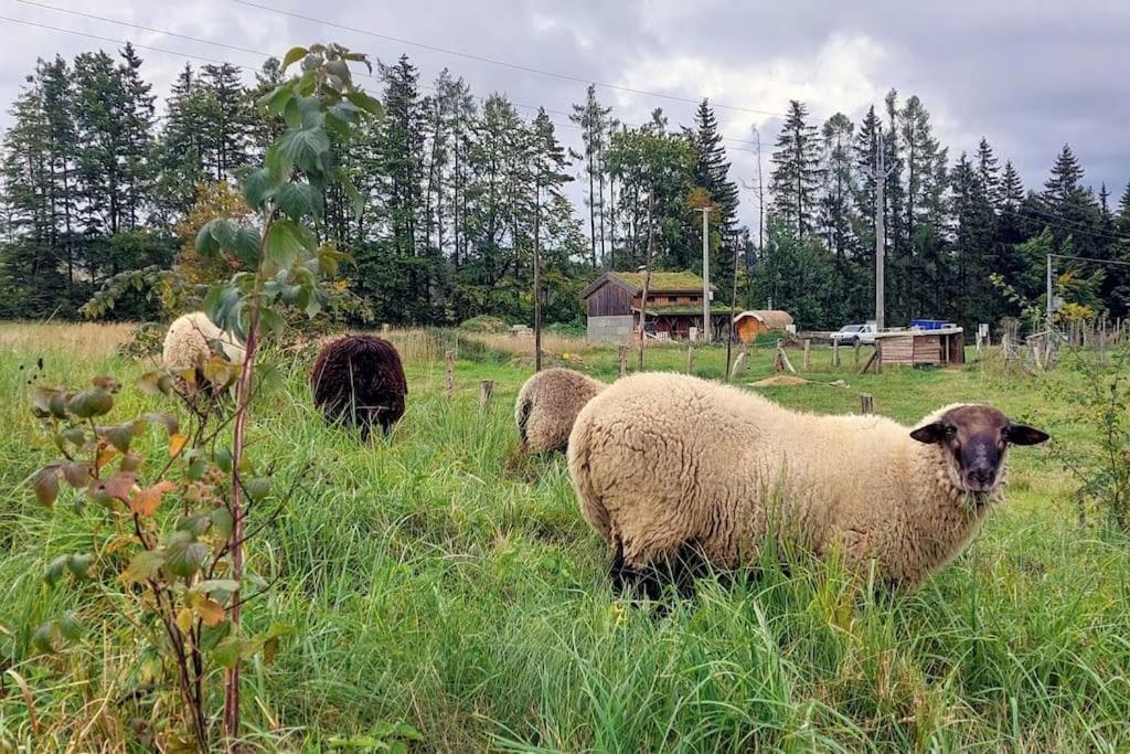 Chalet Boruvka - Biofarma Na Samote V Lesich Benesov  Luaran gambar